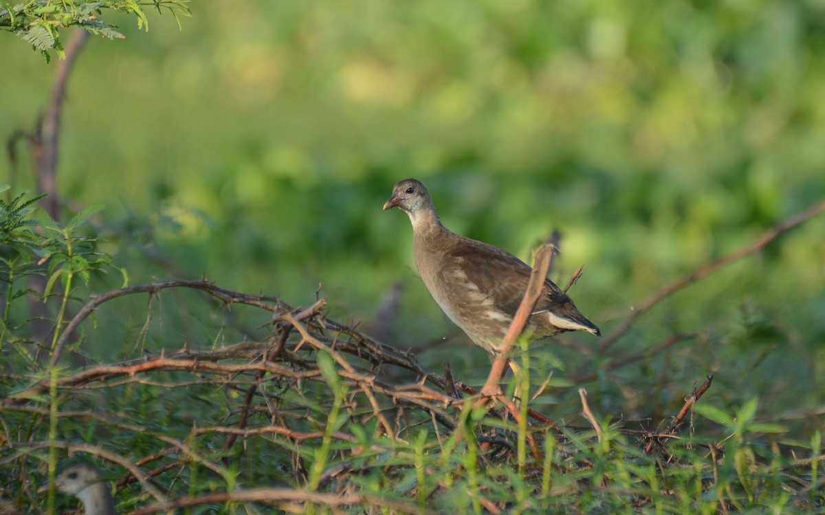 Eurasian Moorhen - Gaja mohanraj