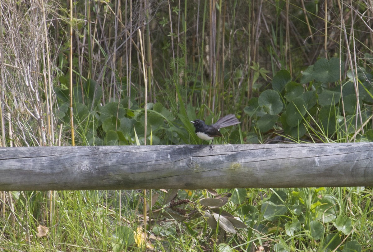 Willie-wagtail - ML35700331