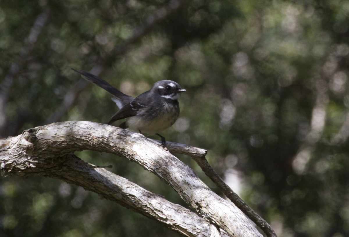 Gray Fantail - ML35700351