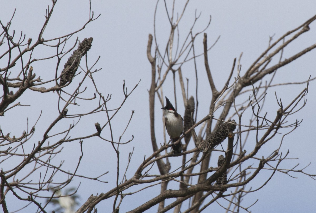 Red-whiskered Bulbul - ML35700411