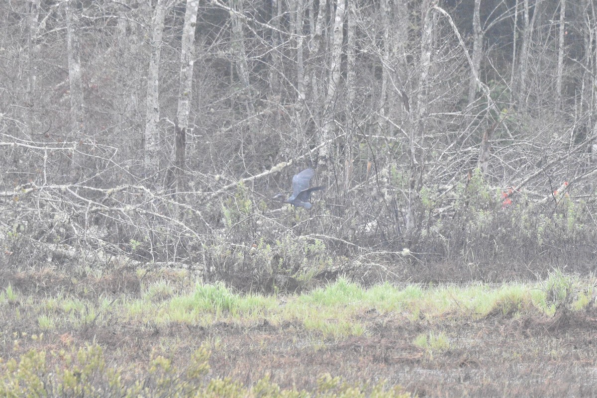 Little Blue Heron - ML357005801