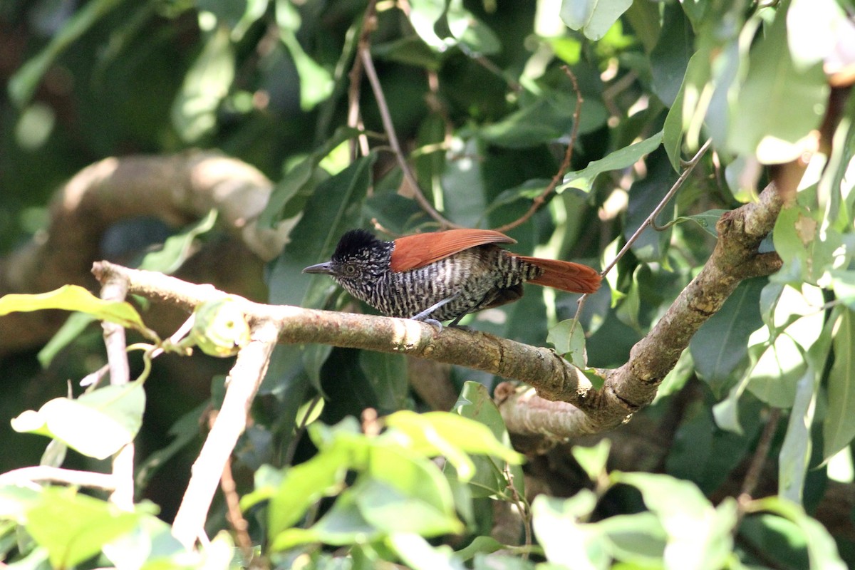 Chestnut-backed Antshrike - Rainer Seifert