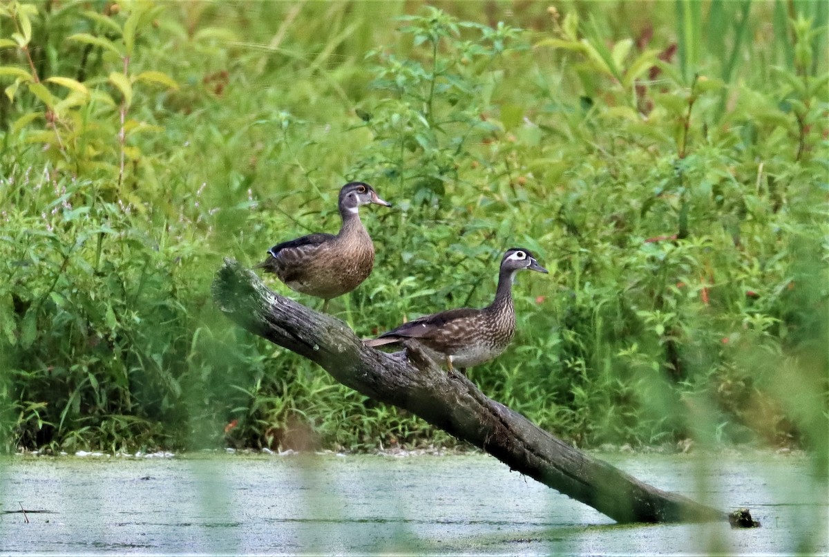 Wood Duck - ML357009561