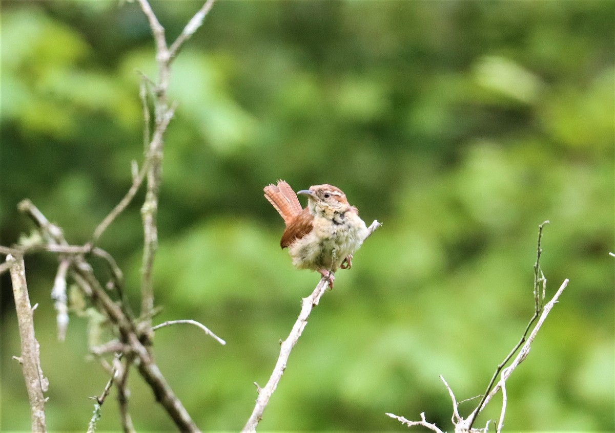Carolina Wren - ML357009701