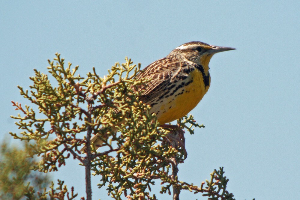 Western Meadowlark - ML35700971