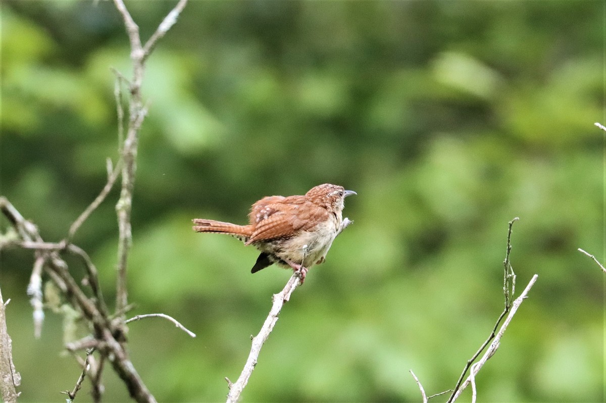 Carolina Wren - ML357009721