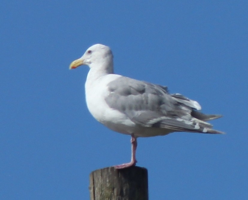 Glaucous-winged Gull - Debby Parker