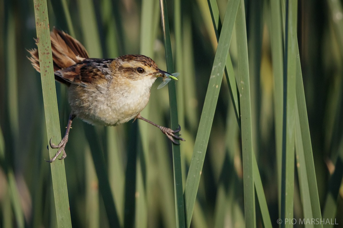 Wren-like Rushbird - ML357010931