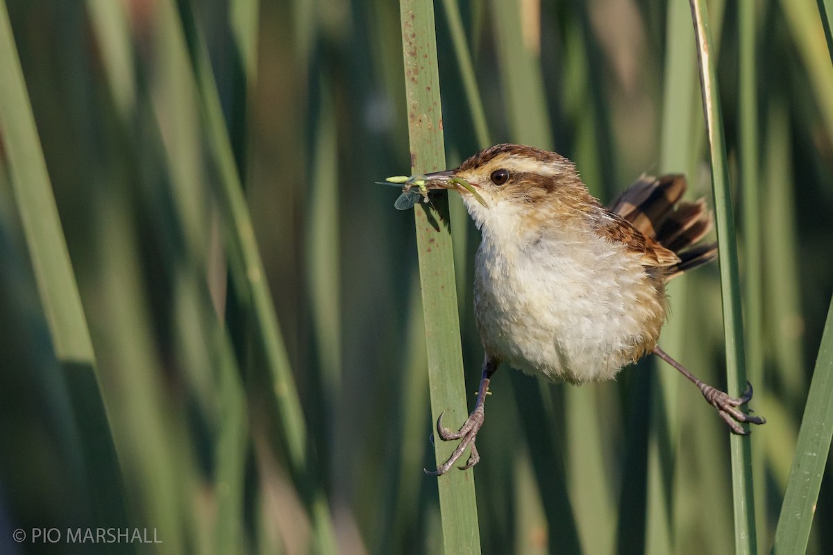 Wren-like Rushbird - ML357010941