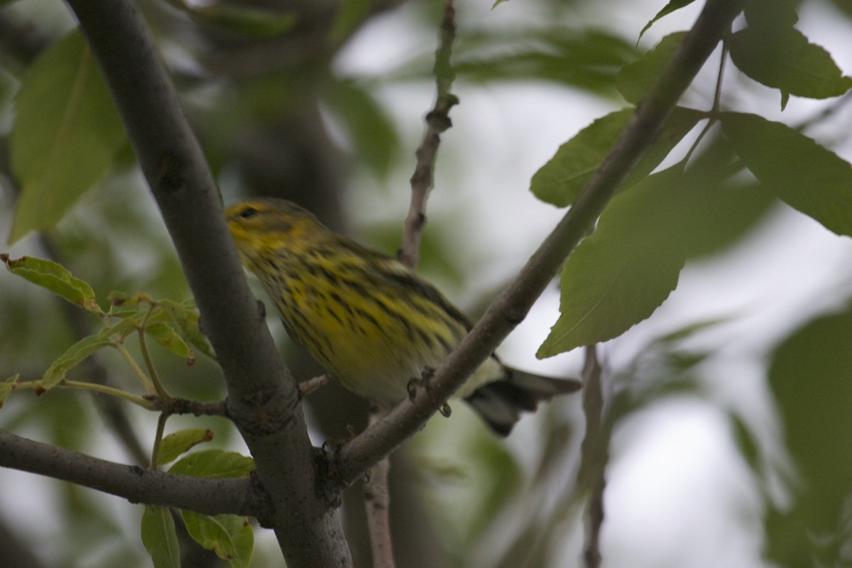 Cape May Warbler - ML35701111