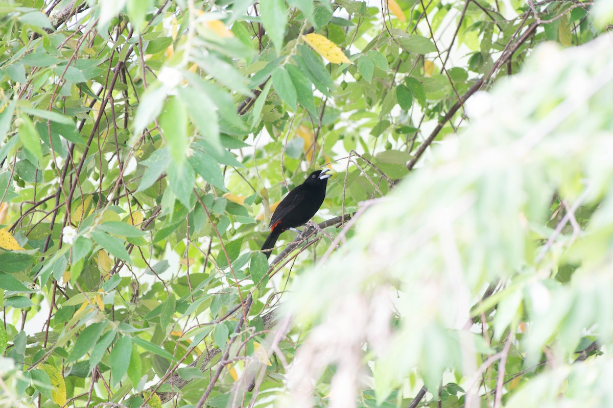 Scarlet-rumped Tanager (Cherrie's) - Matthew Bell