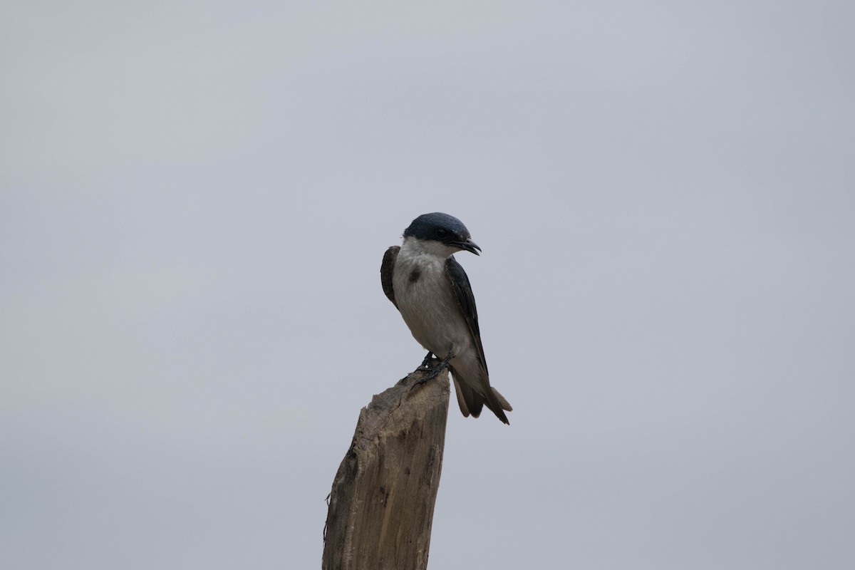 Mangrove Swallow - ML35701331