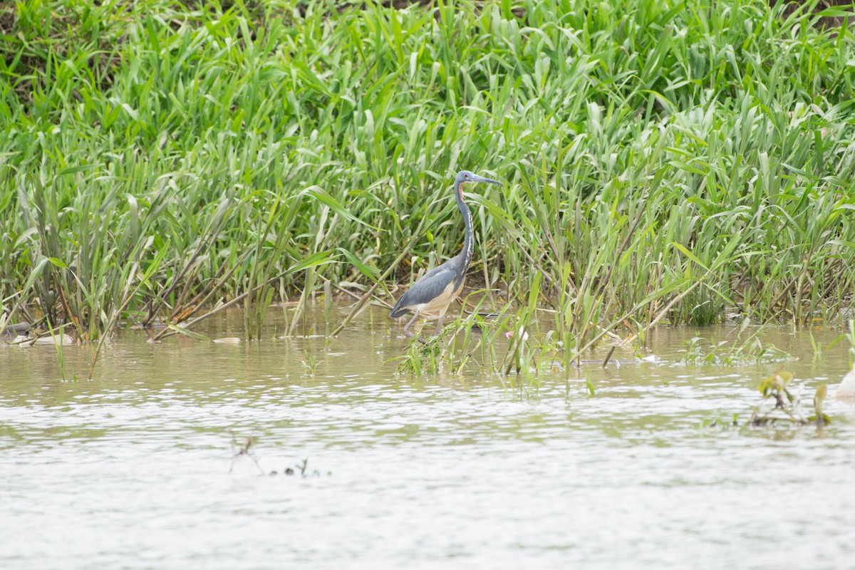 Tricolored Heron - Matthew Bell