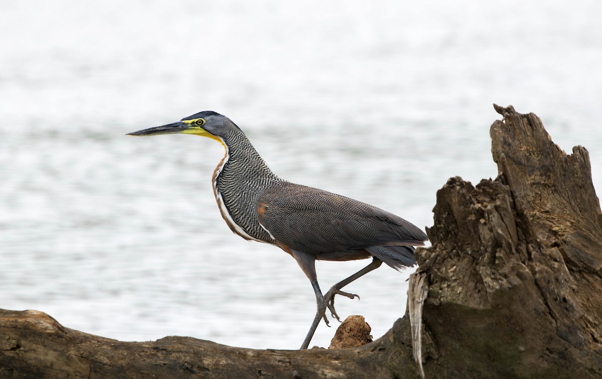 Bare-throated Tiger-Heron - Matthew Bell