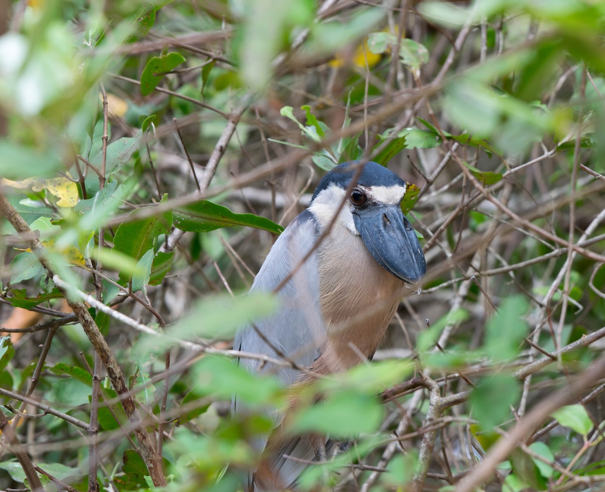 Boat-billed Heron - Matthew Bell