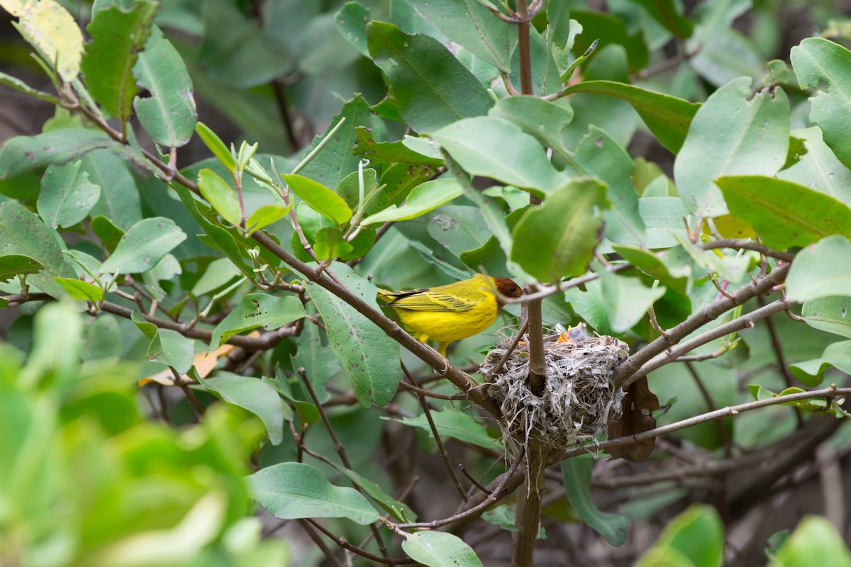 Yellow Warbler (Mangrove) - Matthew Bell