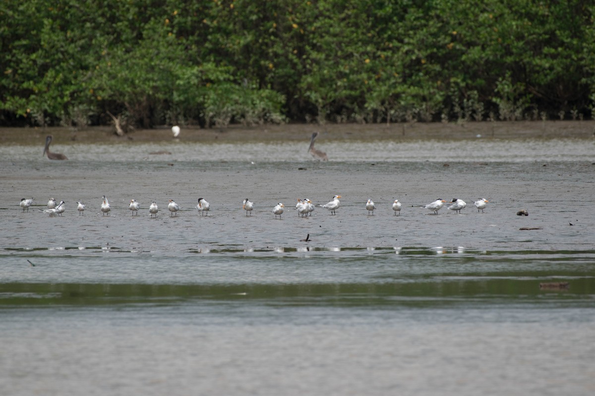 Royal Tern - Matthew Bell