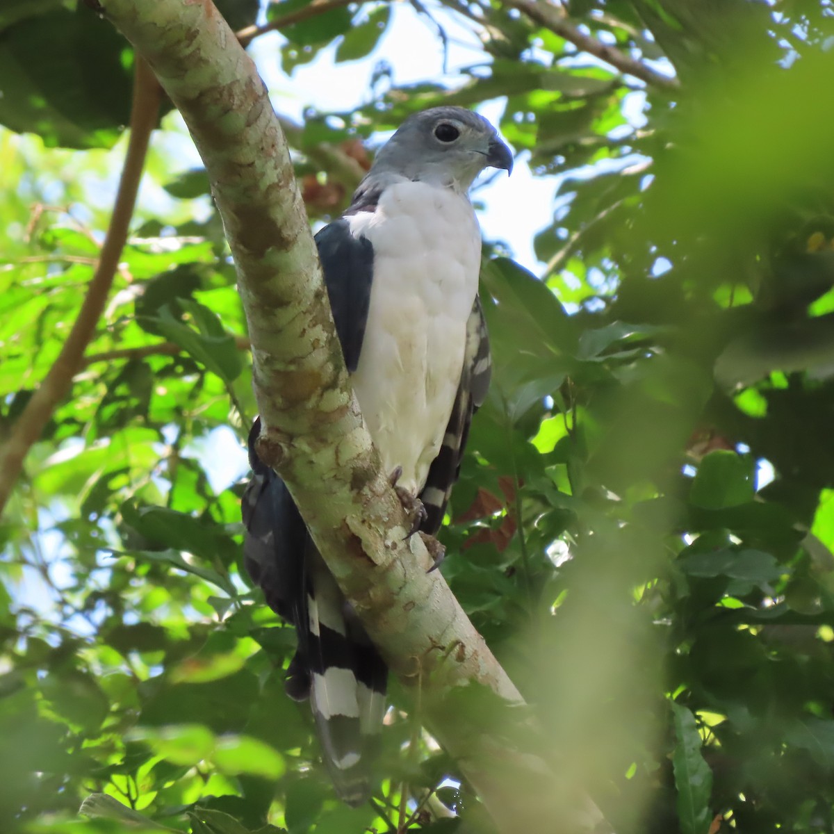 Gray-headed Kite - Emily Larson