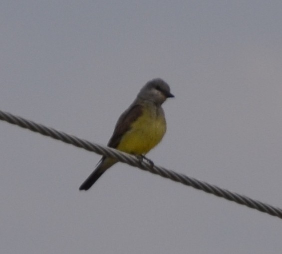 Cassin's Kingbird - ML357018091