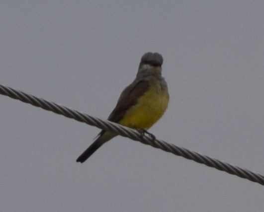 Cassin's Kingbird - ML357018111