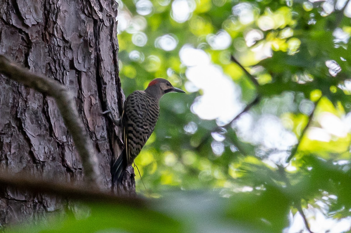 Northern Flicker - ML357018221