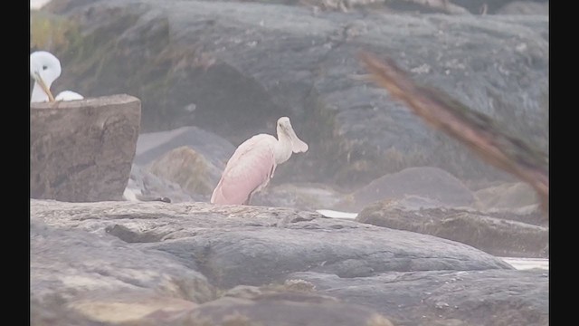 Roseate Spoonbill - ML357018791