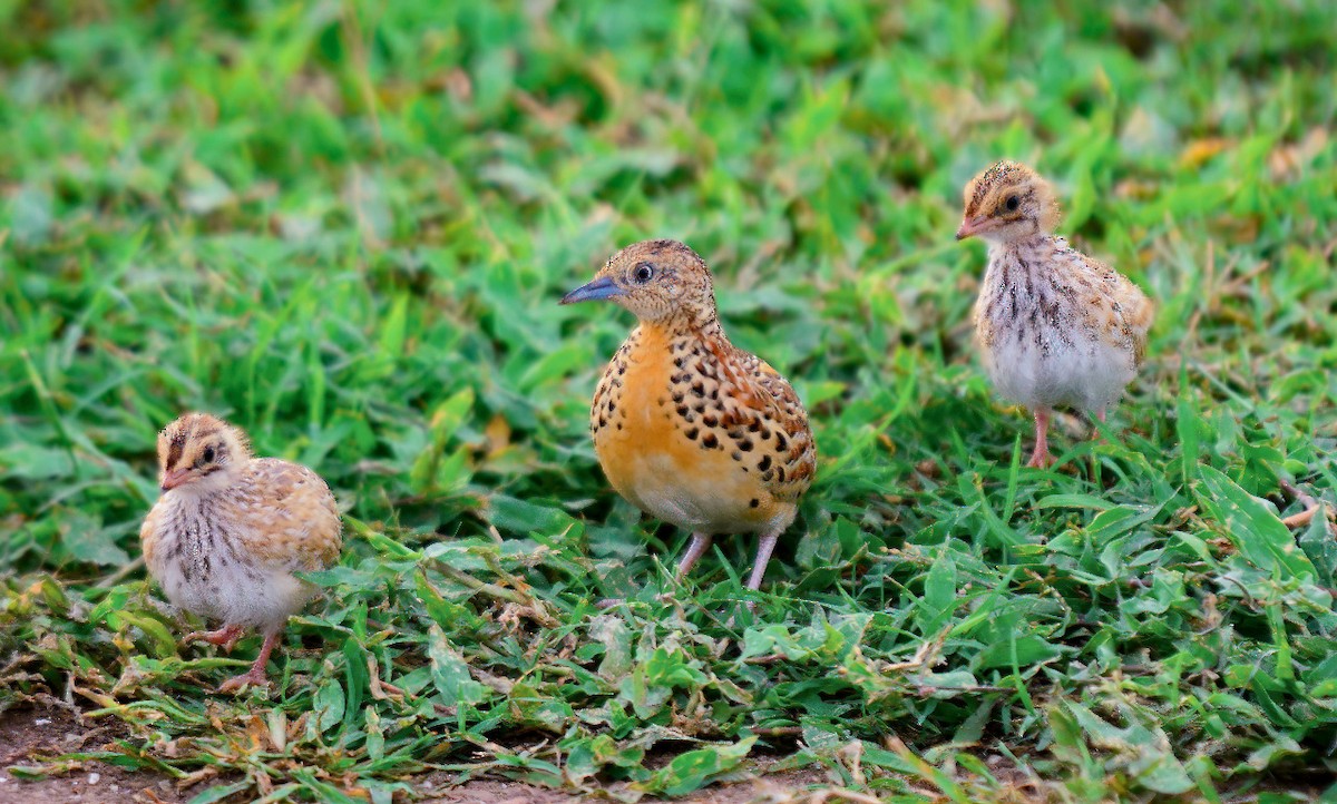 Small Buttonquail - ML357018951