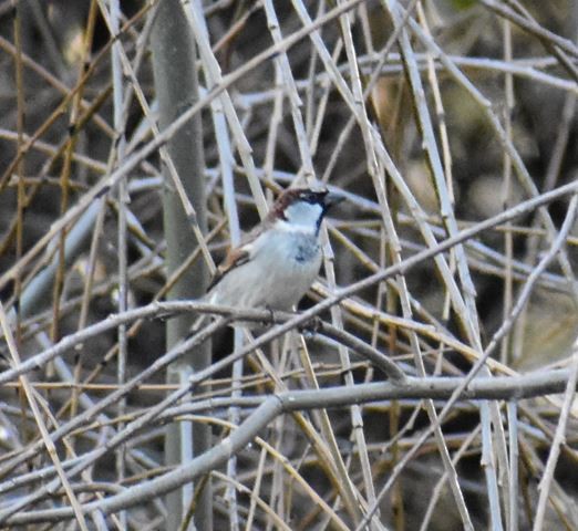 House Sparrow - ML357019031