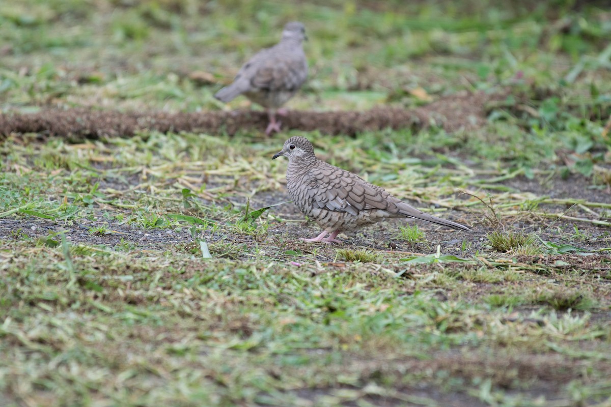 Inkatäubchen - ML35701911