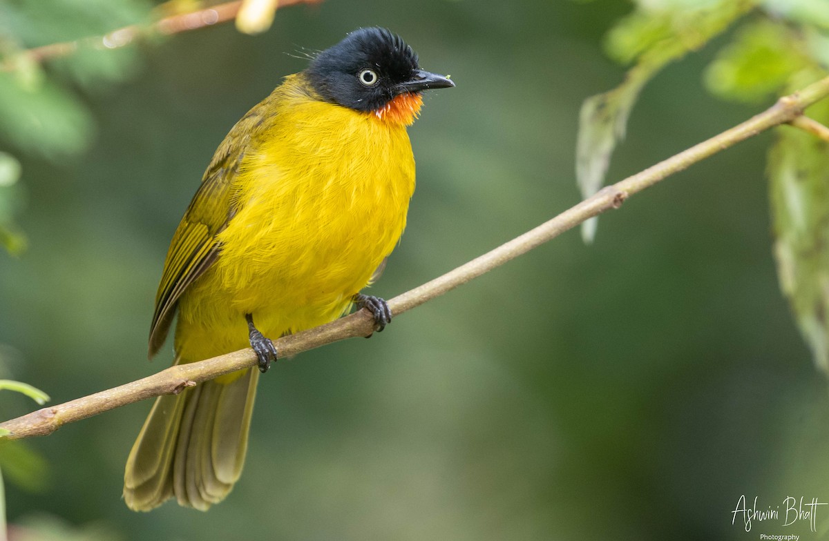 Flame-throated Bulbul - ML357019541