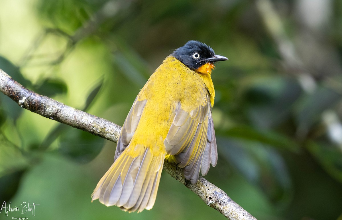 Flame-throated Bulbul - ML357019651