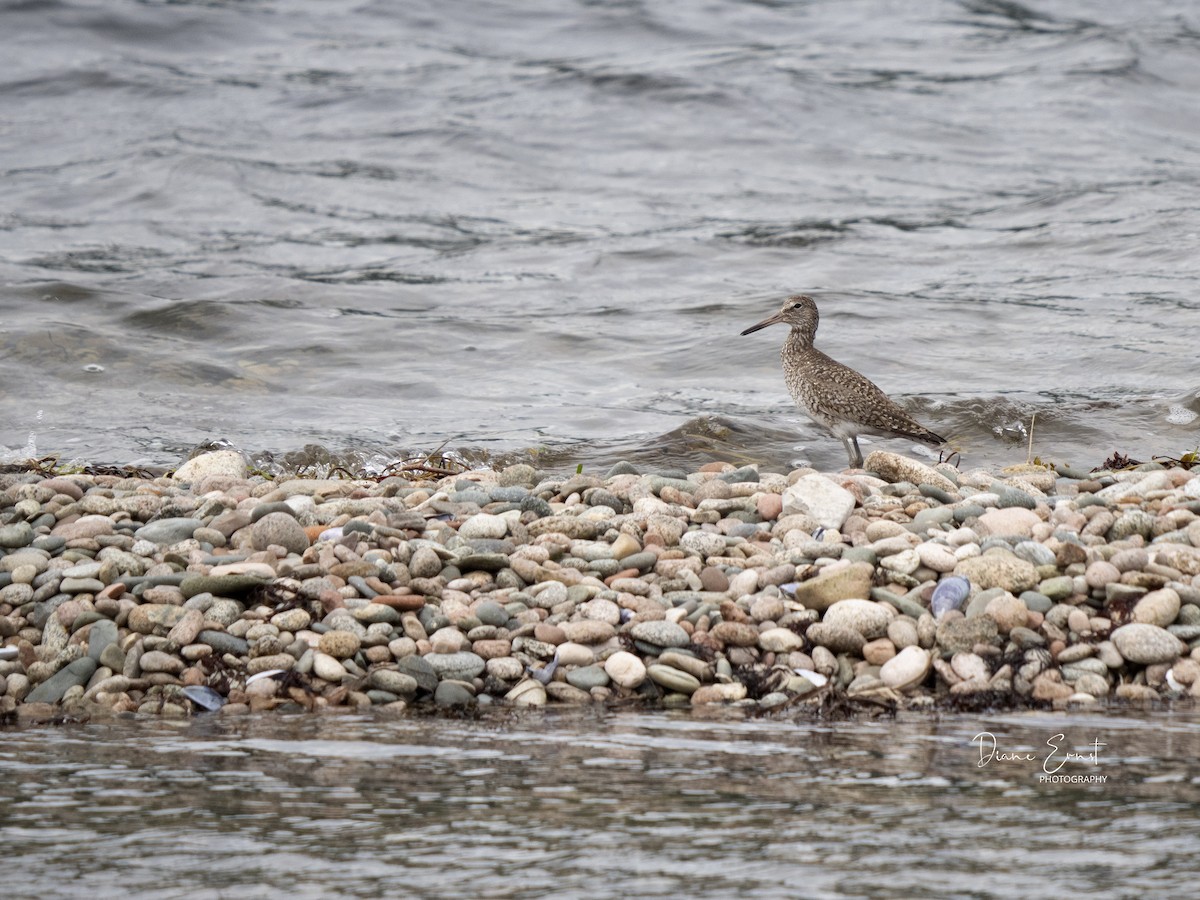 Willet - Diane Ernst