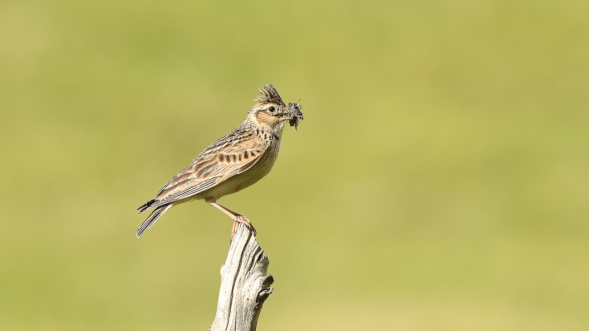 Eurasian Skylark - ML357023121