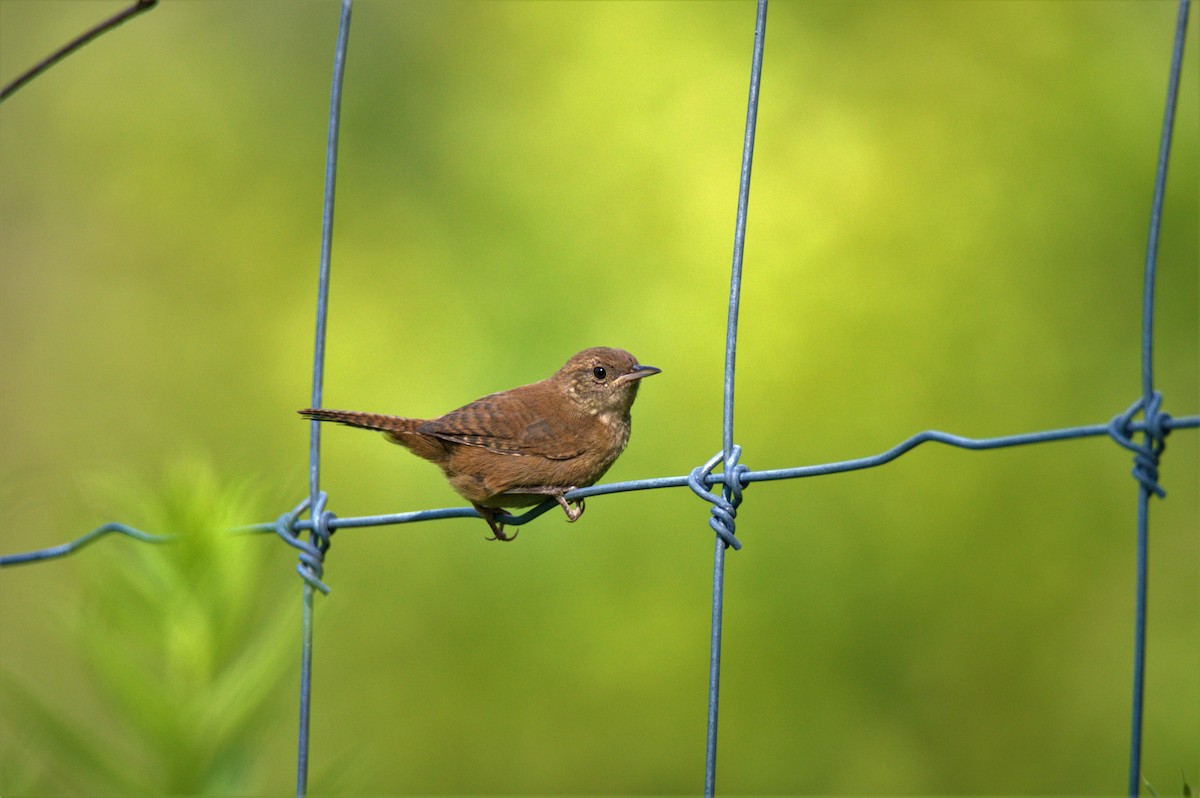 House Wren - Kevin Roth