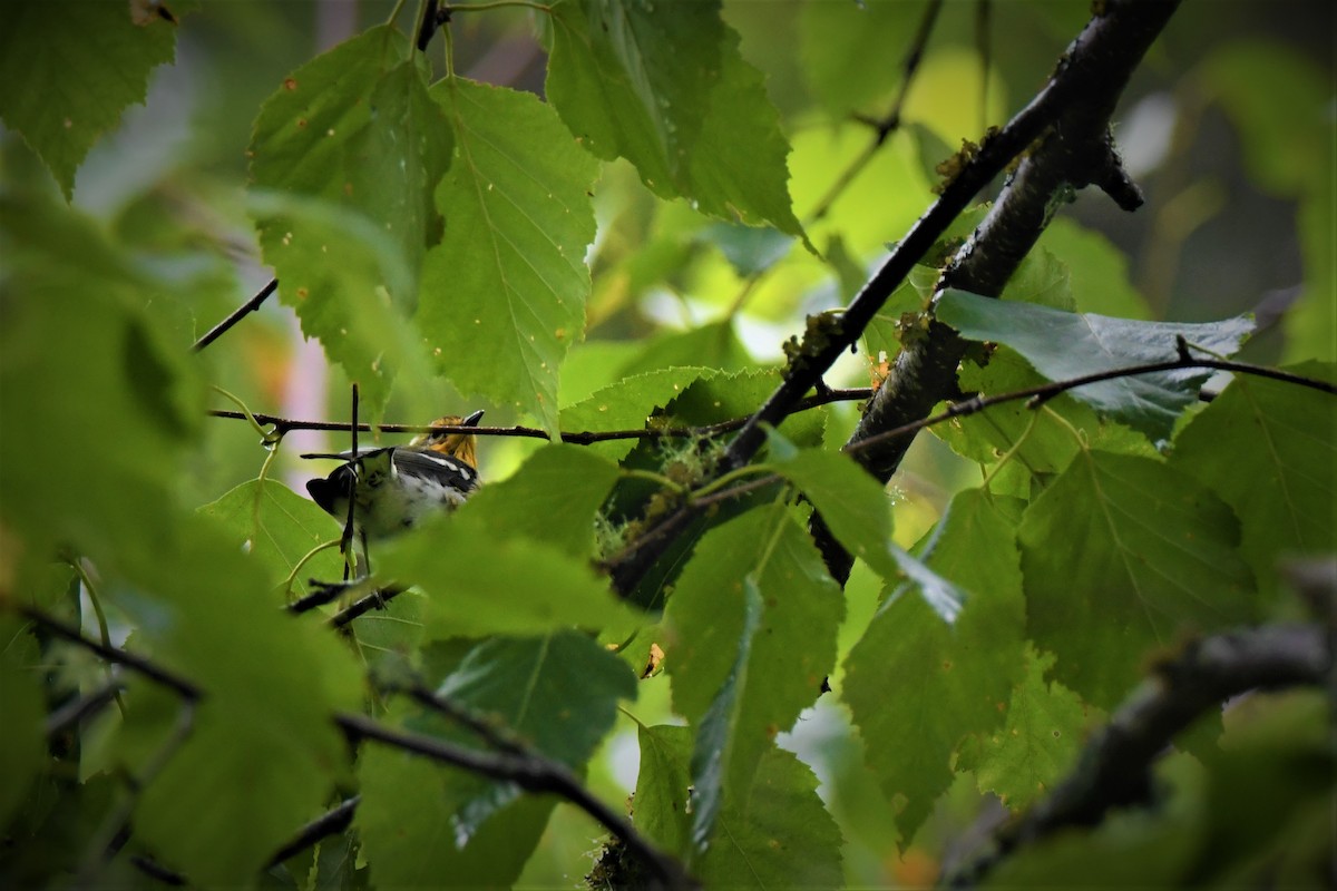 Black-throated Green Warbler - ML357025221