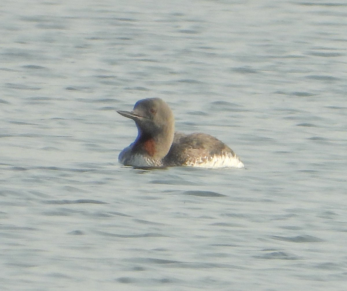 Red-throated Loon - ML357026251