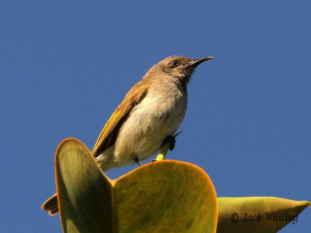 Brown Honeyeater - ML35702861