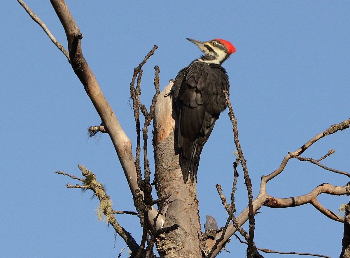Pileated Woodpecker - ML35702941