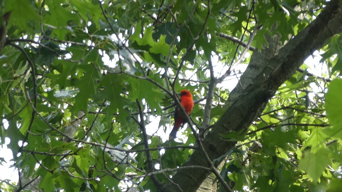Scarlet Tanager - ML357030951