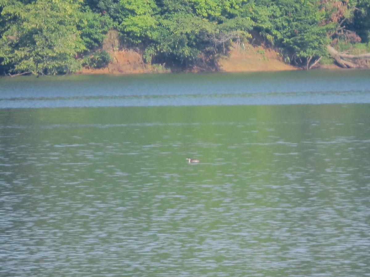 Plongeon huard - ML357031061
