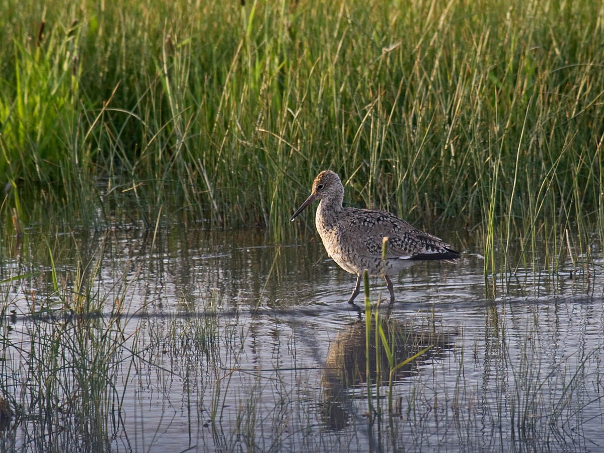 Willet - ML35703231