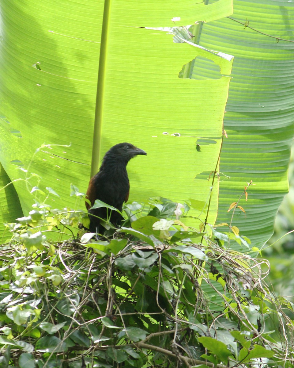 Greater Coucal - ML357032521