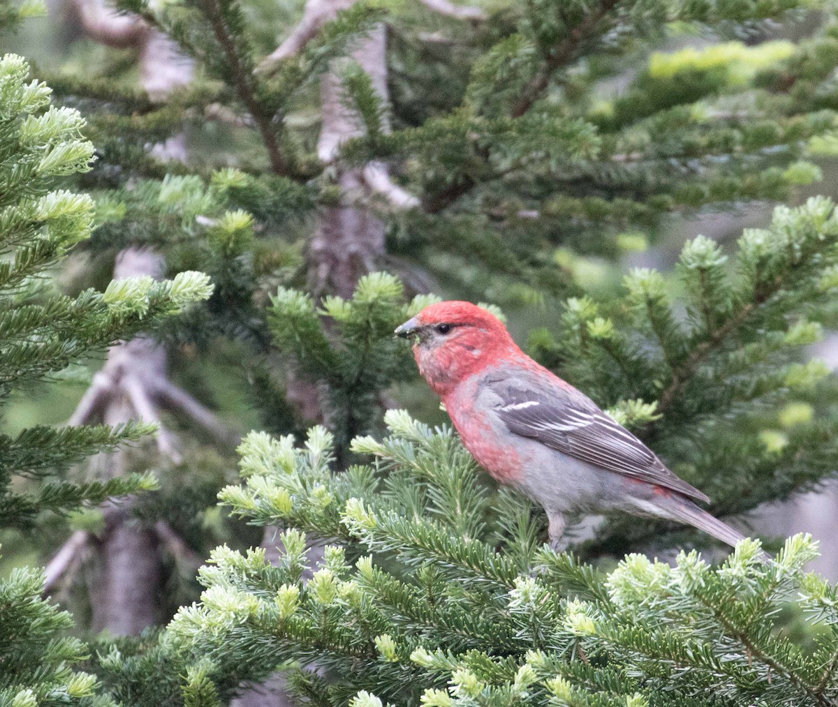 Pine Grosbeak - ML357033101