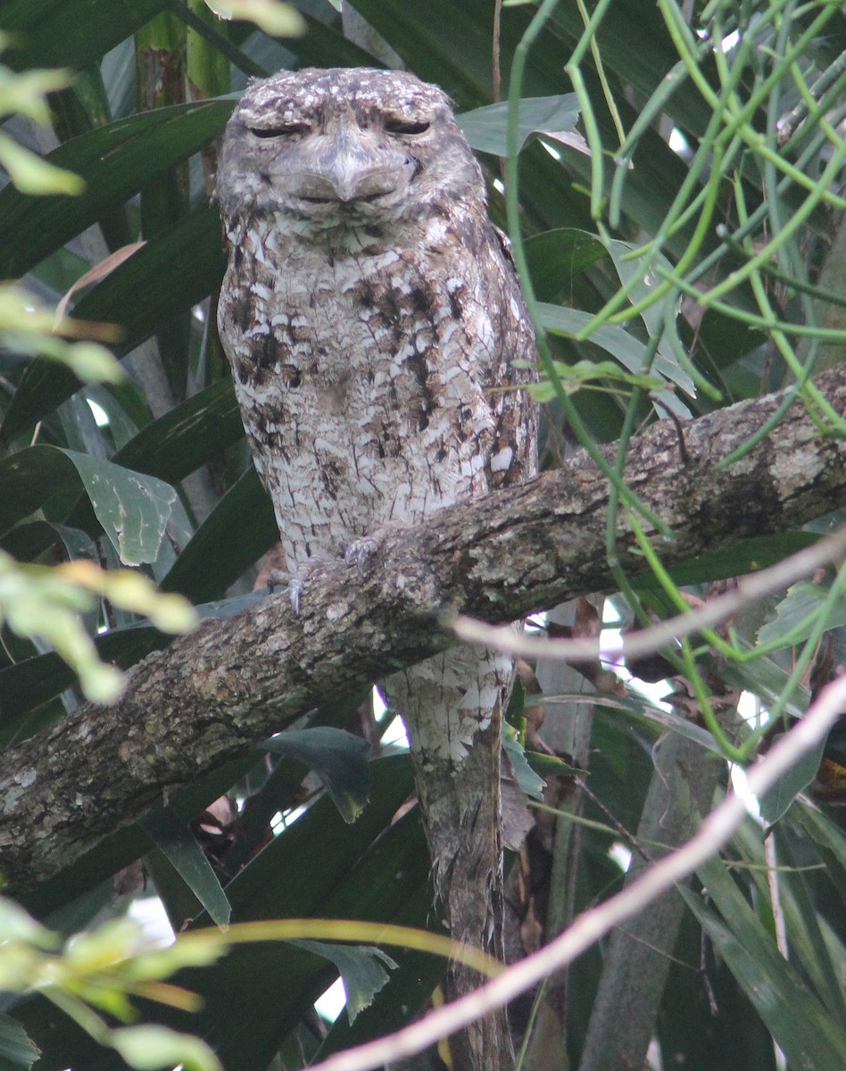 Papuan Frogmouth - ML357033351