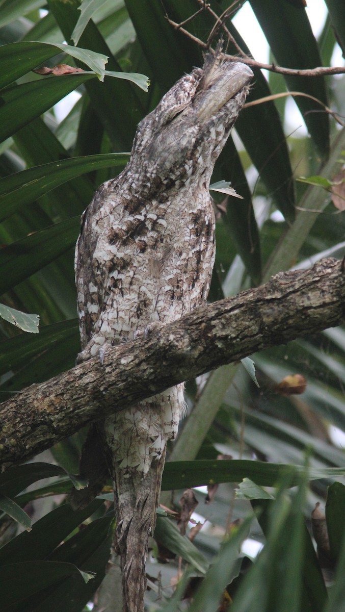 Papuan Frogmouth - ML357033751