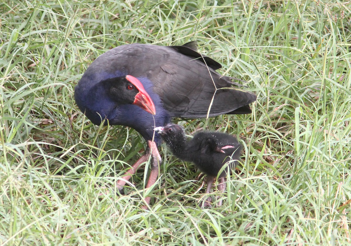 Australasian Swamphen - ML357033781