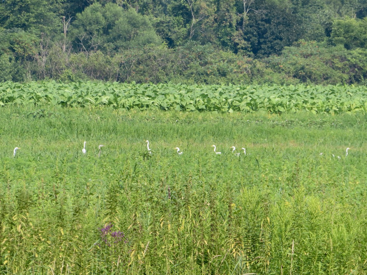 Great Egret - ML357034571