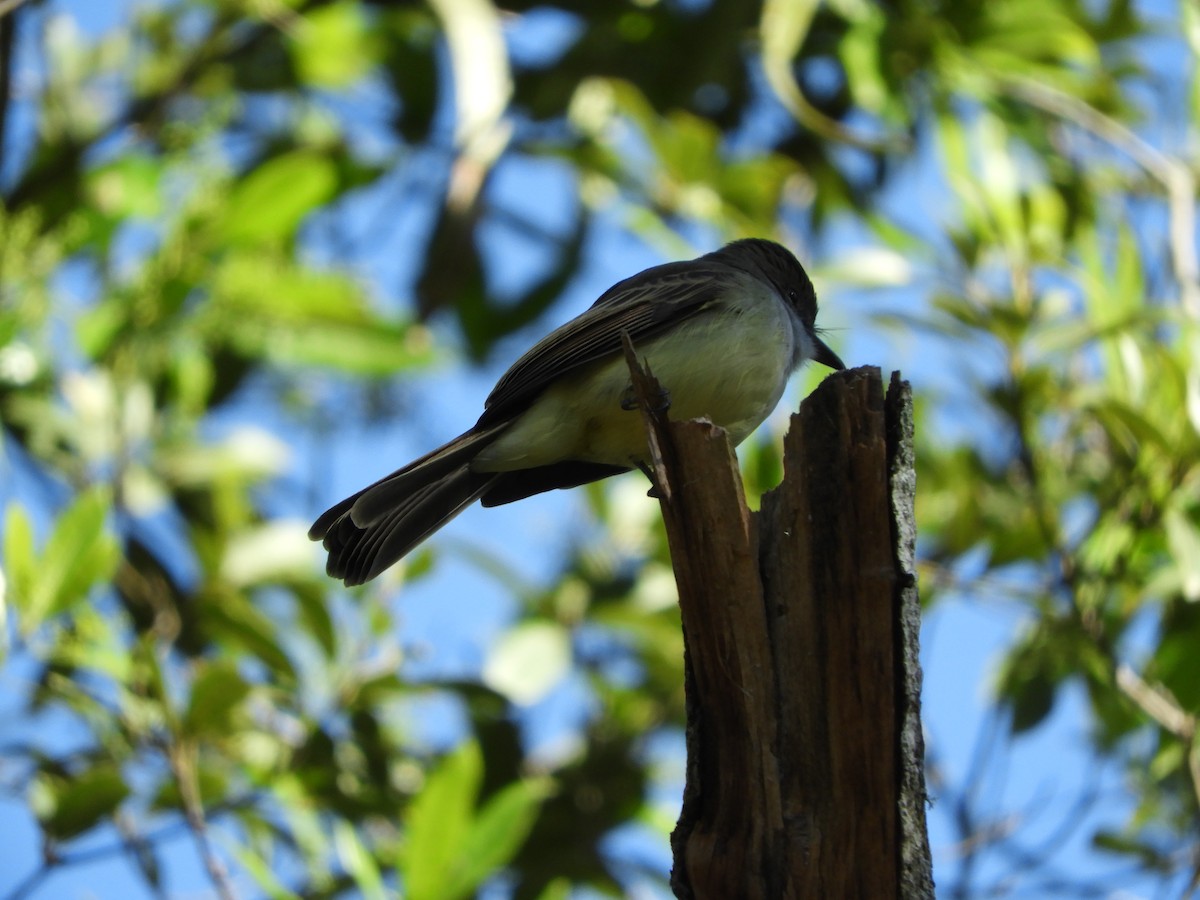 Short-crested Flycatcher - ML357034931