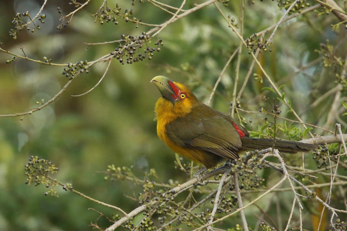 Saffron Toucanet - Martjan Lammertink