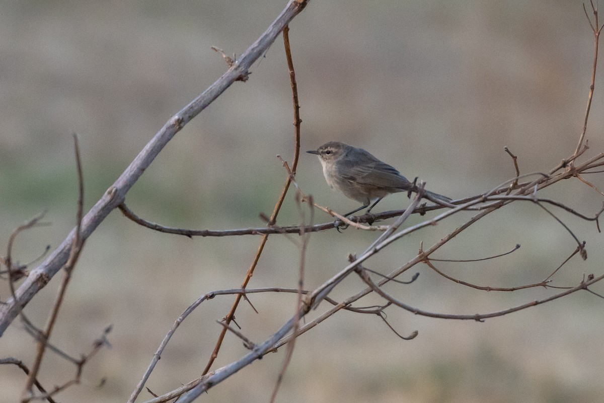 チフチャフ（tristis） - ML357035821